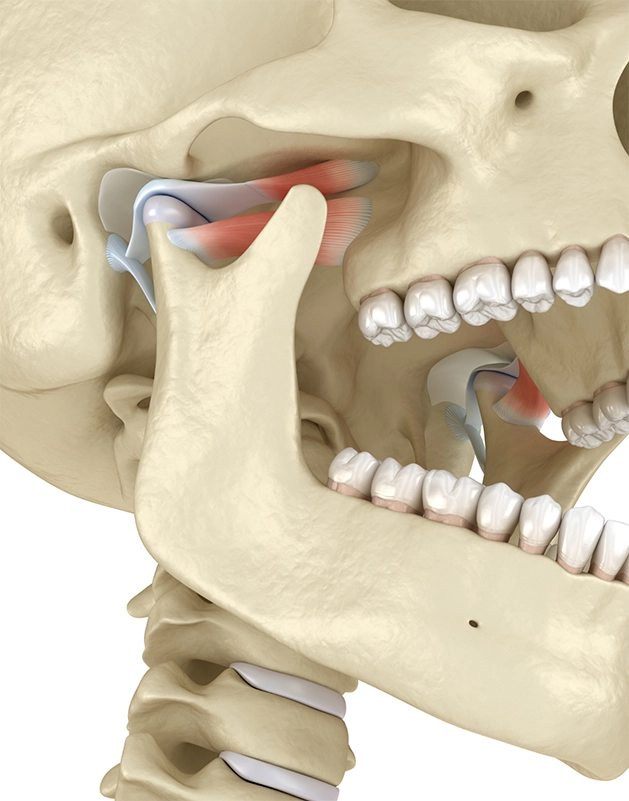 Illustration of the jaw joint